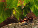 Ants