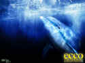 Ecco the Dolphin