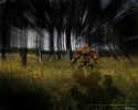 Fable