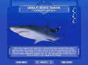 Shark!: Hunting The Great White