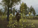 Deer Hunter 2004