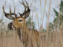 Deer Hunter 2004