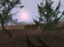 Deer Hunter 2004