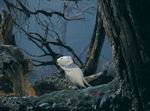 Three Little Mice