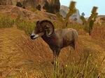 Cabela's Big Game Hunter 2006