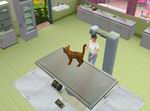 Pet Vet 3D: Animal Hospital