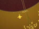 Eufloria