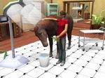 Paws & Claws Pet Vet: Australian Adventures
