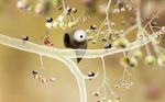 Botanicula